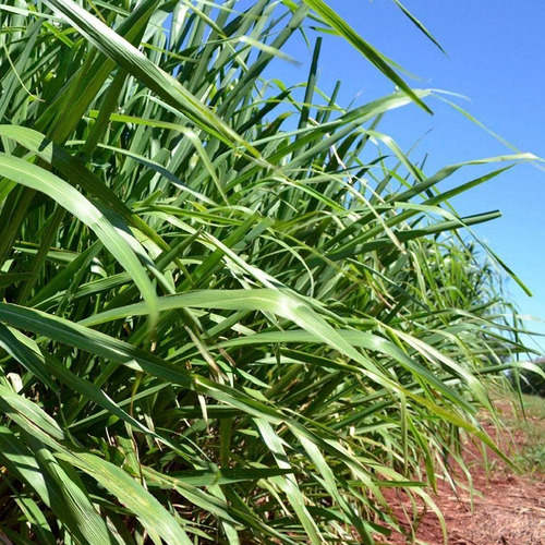Chá De Capim Colônia Panicum Maximum 100% Natural 100g