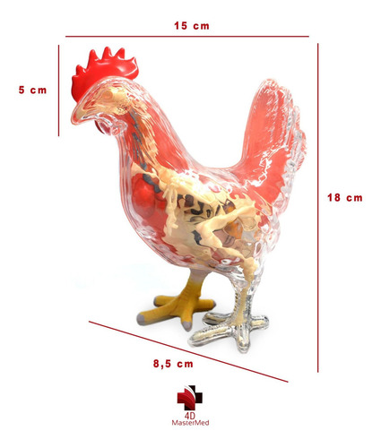 Anatomia Da Galinha - 4d Master