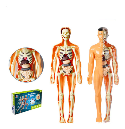 Kit Didáctico De Medicina Modelo De Anatomía Humana Cn