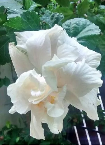 HIBISCUS MUTABILIS DOBRADO