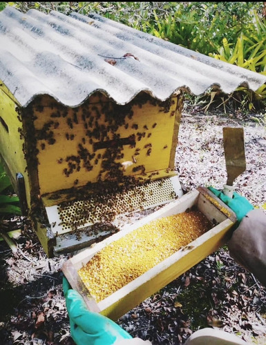 Pólen Apícola Desidratado 500g Orgânico Florada Do Coqueiro.
