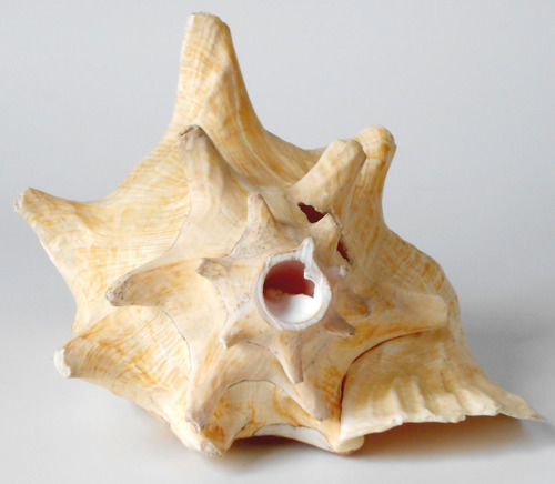 Caracola Strombus Gigas (Usado)