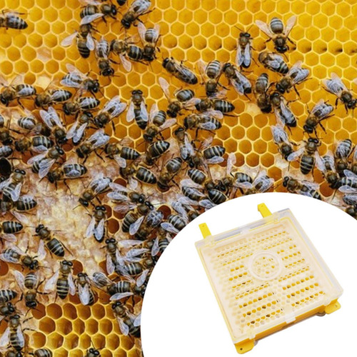 Berezo De Injerto De Injerto Amarillo Caja De Celdas
