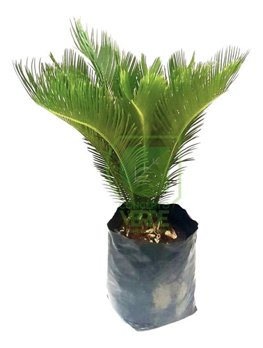 Palma Cica 60cm