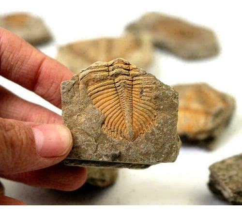 Imagen 5 de 9 de Cola Trilobites Matriz Fósil Era Dinosaurio Megalodon Cuarzo