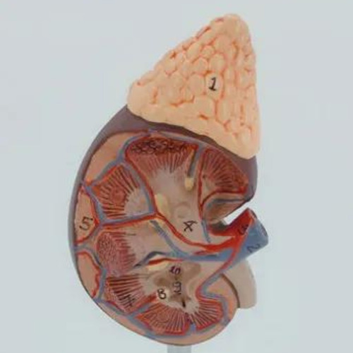 Modelo Anatômico Rins Corpo Humano Anatomia Funcionamento