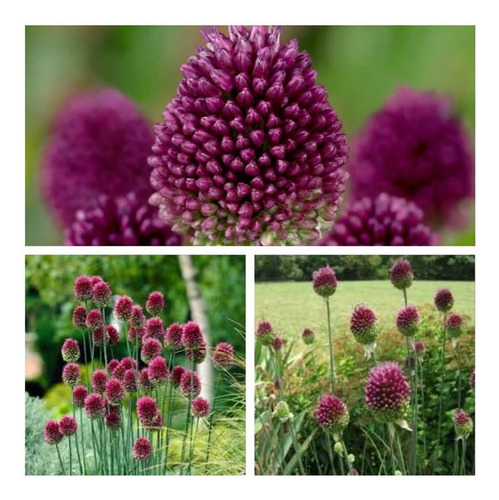100 Semillas De Ajo De Cigüeña (allium Sphaerocephalon)