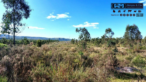 Imagen 12 de 12 de Venta Campo Lavalleja 490 Has Forestal Ganadero 217has En Rebrote Forestal Suelos 2.11a Y 2.11b