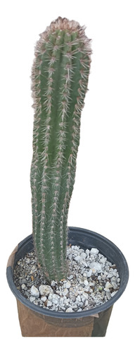 Pachycereus Pringlei, Cardon, Nv