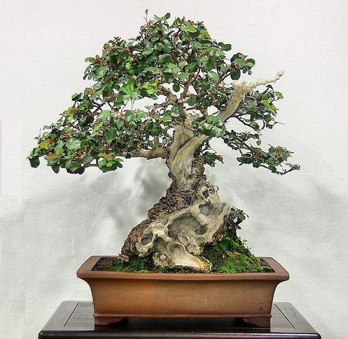 10 Semillas Arbol Algarrobo, Para Bonsai