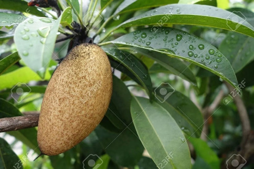 1 Arbolito De Chicozapote Largo - Enano Para Macetones Raros