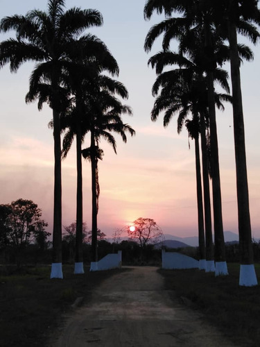 Imagen 14 de 20 de Finca En Carabobo Bejuma Aa