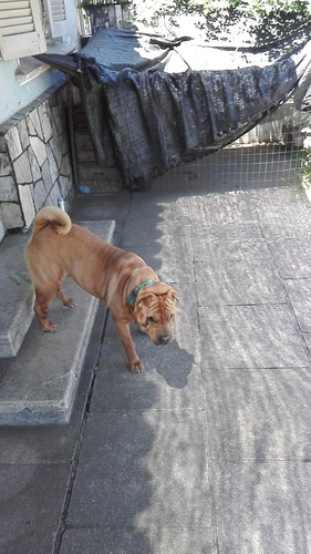 Imagen 7 de 10 de *la Aldea Guarderia Y Pensionado Canino*