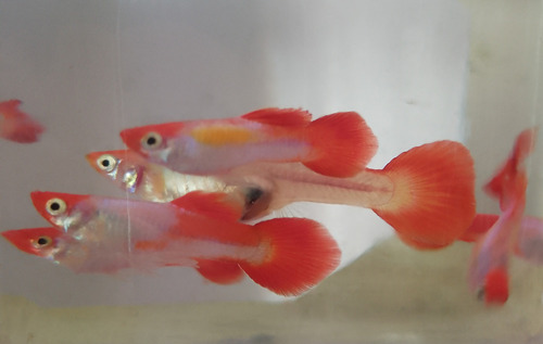 Hermosos Ejemplares De Guppys Koi