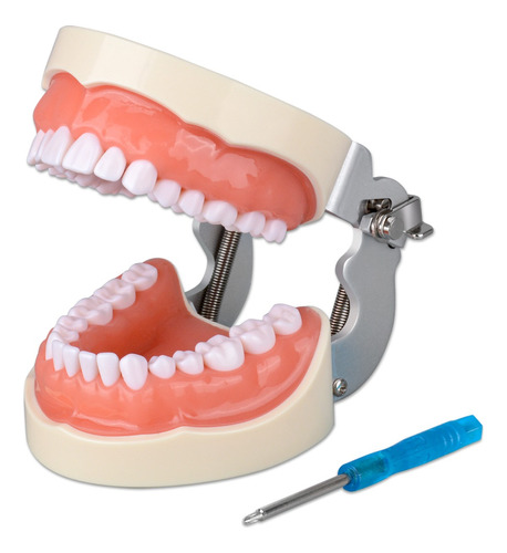 Modelo De Dientes Tipodontes Con 32 Dientes Desmontables