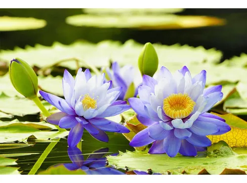 comprar Semillas Loto Bonsái Semillas Plantas Flores Y A