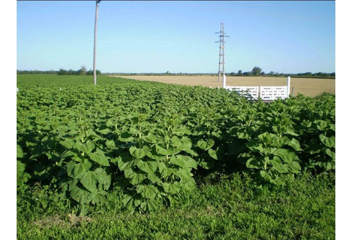 Campo 75ha. En Venta, Roque Saenz Peña, Chaco, Cod.3005 