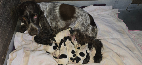 Cocker Spaniel Negro Y Fuego