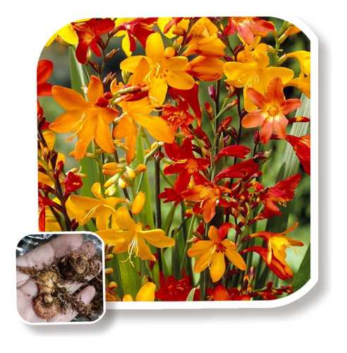 Bulbo De Mombretia (crocosmia), Import De Holanda, X5 Unid