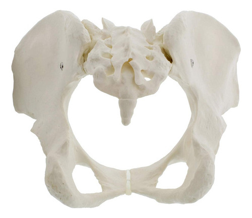 Modelo De Pelvis Femenina De Tamaño Natural, Modelo De Cader