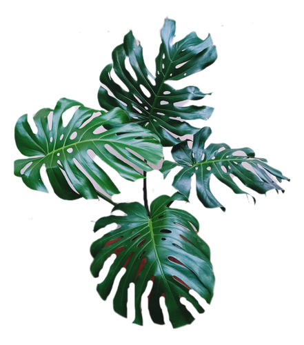 Monstera Deliciosa Grande Altura 1.10mts 4 Hojas
