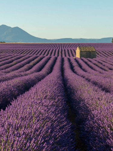 Lavanda 30 Gr Ervas Seca Para Chá