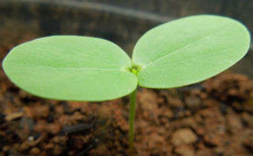 Sementes De Fedegoso Branco Mata Pasto Senna Obtusifolia