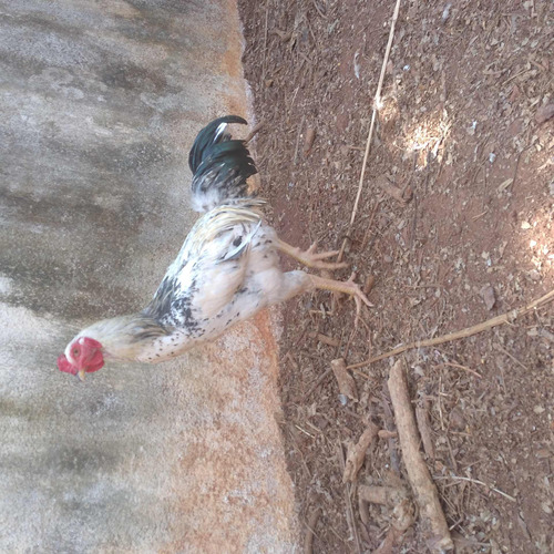 Imagem 5 de 5 de Ovos Férteis De Galinha Caipira Diversidades