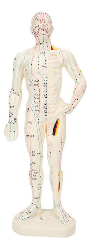 Macho/hembra Modelo De Acupuntura Meridianos Modelo Con Base