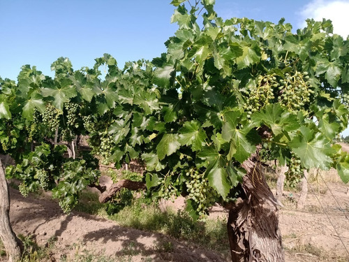 Imagen 3 de 14 de Venta De Finca Con 2 Propiedades 15 Y 6 Hectáreas