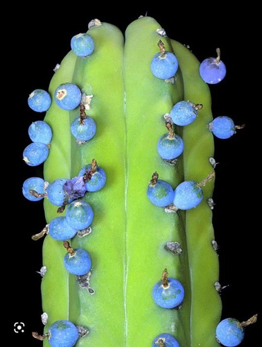 Myrtillocactus Geometrizans 250 Semillas Garambullo + Regalo
