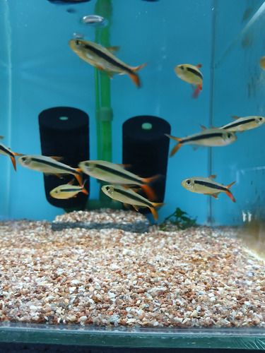 Tetra Pinguim Red Tail (thayeria Sp.) Pact C/ 5 Prata E Vermelho