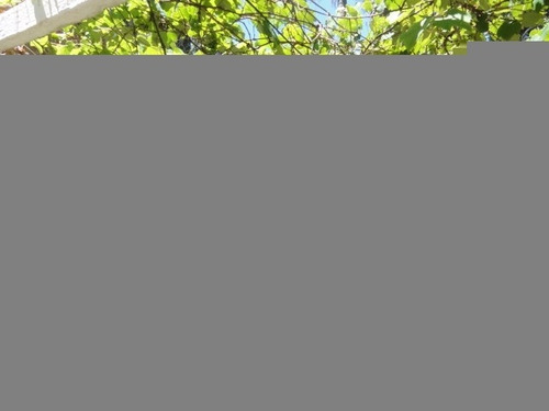 Terreno - Tristeza - Ref: 5402 - V-5402