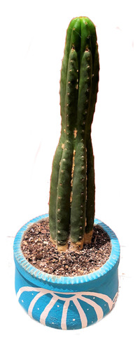 Cactus Echinopsis Pachanoi