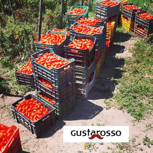 Tomate Italiano San Marzano Gustarosso 2,5kg Pack X6 Unid