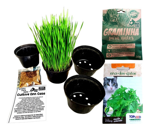 Kit Sementes De Grama E Erva Dos Gatos Catnip Pet 4 Vasos