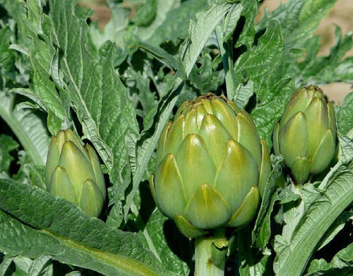 Semillas De Alcaucil Organicas Para Cultivo Ideal Huerta