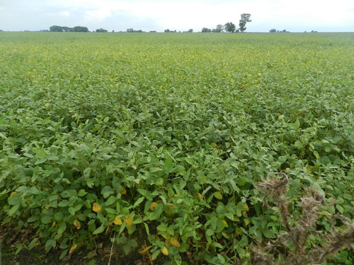 Imagen 3 de 3 de 100 Has De Campo 100% Agrícola La Mejor Calidad De Suelos
