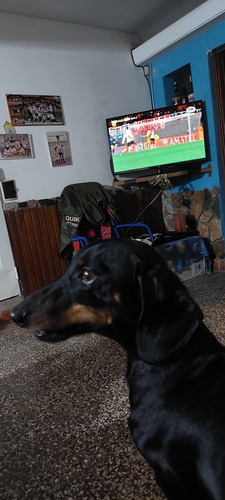 Imagen 4 de 4 de Cachorros Salchichas Puros