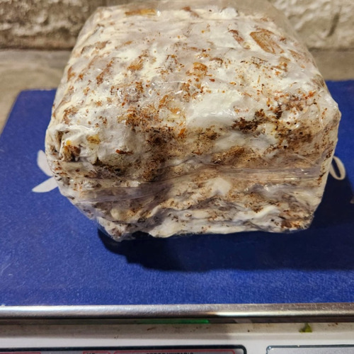 1000 Sementes (cavilhas) De Cogumelo Shitake