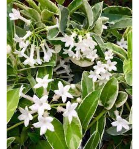 100 Sementes Jasmim De Madagascar Variegata Pronta Entrega