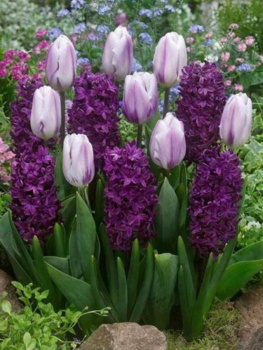 Kit Semillas De Tulipan Morado + Jacinto Morado 50 C/u