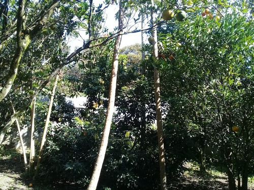 Imagem 5 de 20 de Chácara / / Mairinque-sp - 68422914