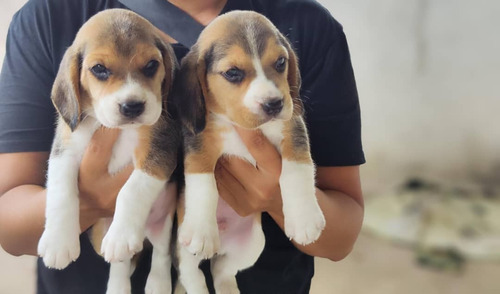 Cachorro Beagles Hembra Y Macho 