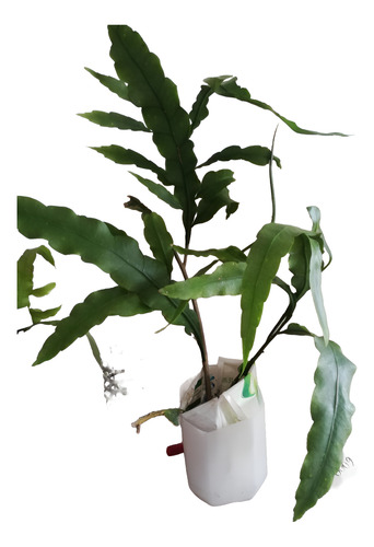 Planta: Dama De Noche Nro. 30