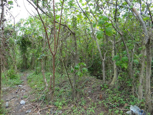 Venta Terrenos Tuxpan Veracruz En Carr. A Tamiahua 6 Has