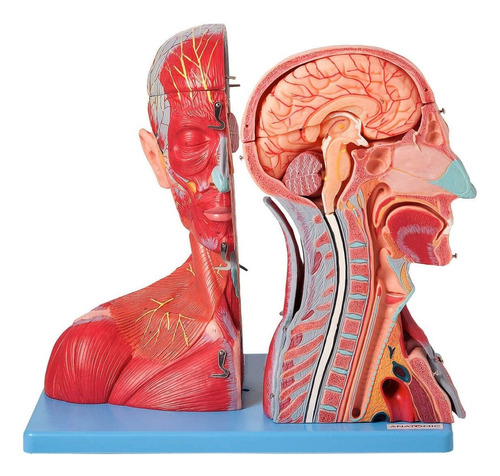 Cabeça E Pescoço Muscular Vasos Nervos Cérebro 19 Partes