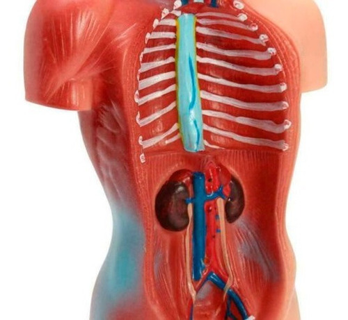Imagen 8 de 8 de Cuerpo Humano Anatómico Médico / Órganos Internos / 28 Cm