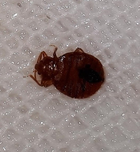 Imagen 7 de 10 de Fumigacion Cucaracha Chinche Pulga Piojo Raton Araña Jardin