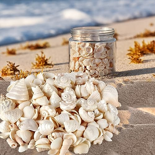 Conchas Marinas, Conchas De Playa Mezcladas De 1.5 2.5 ...